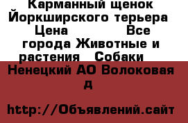 Карманный щенок Йоркширского терьера › Цена ­ 30 000 - Все города Животные и растения » Собаки   . Ненецкий АО,Волоковая д.